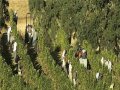 Napa Grapegrowers Counter Myths about Farmworkers