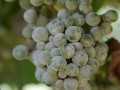 Fighting powdery mildew on grapes