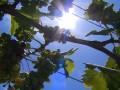 Why Australians are using sunblock to protect grape crops