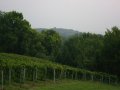 From the Loire to Tuscany to Napa to ... Missouri?