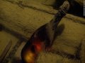 Divers lift 200-year-old champagne from Baltic shipwreck