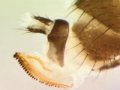 Asian Fly Detected in Northwest Vineyards