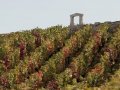 Burgundy grand cru vines selling for 9.5m euros per hectare