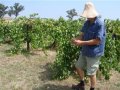 NSW wine production overtakes SA