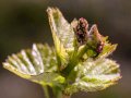 California Grapevines Budding Out