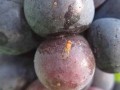 Damaged Grapes Most at Risk From Fruit Fly