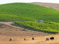 California: Groups reach agreement on managing Paso Robles groundwater basin