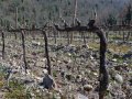 Dubourdieu: ‘Old vines are not better’