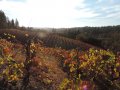 California: Early Grape Harvest Brings Good Quality