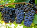 Napa Valley’s lesser known grape grows up
