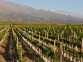 Argentine wine industry strives to expand internationally