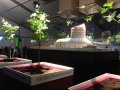 France: First vines planted at Bordeaux's Cite des Civilisations du Vin