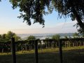 USA’s first wine using ‘extinct’ variety recreated