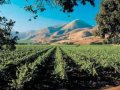 California vineyards face foreclosure