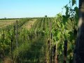 Fewer French winemakers switching to organic