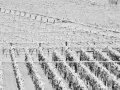 Blizzard wrecks vines in Italy's Abruzzo wine region