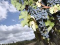 Bank predicts good year for fine wine business