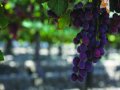 UC Davis study: Grape vine microbes make wine all that much finer for drinking