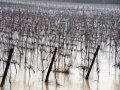 Vines flooded after heavy rain hits Bordeaux