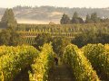 Oregon Vineyards Protected From Developers