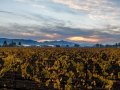 So You Want to Buy a Vineyard