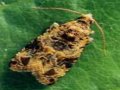 Moth Prompts Quarantine In Napa Wine Region