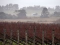 Australian wildfires threaten to produce ashtray wine vintage