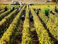 Bordeaux ‘returning to favour’ among fine wine buyers