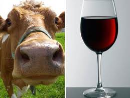 The Mooo-ton Rothschild for madame? Cows have a tipple to beef up flavour