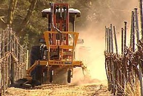 AUS: Wine industry faces job cuts, ongoing grape glut