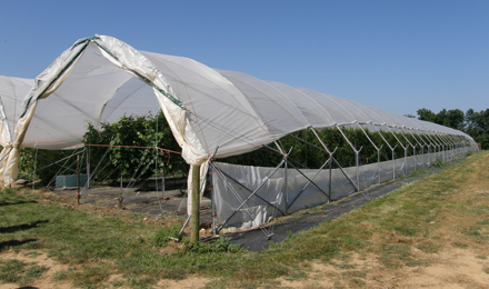 US: Keeping Vines Under Wraps