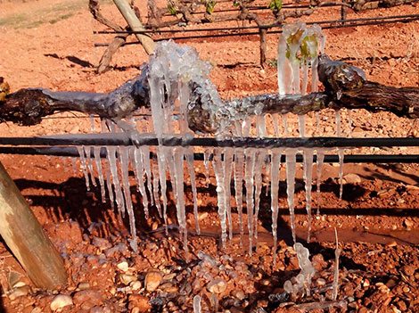 SPANISH WINEMAKERS ASSESS FROST DAMAGE