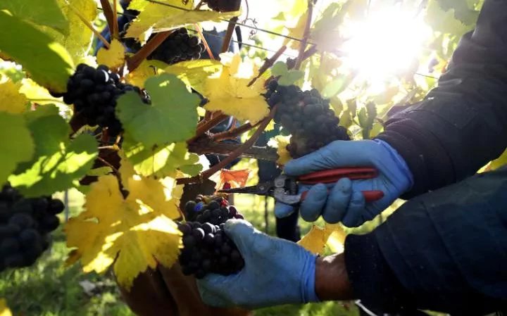 Bumper year for English wine as figures show it is now £130m industry