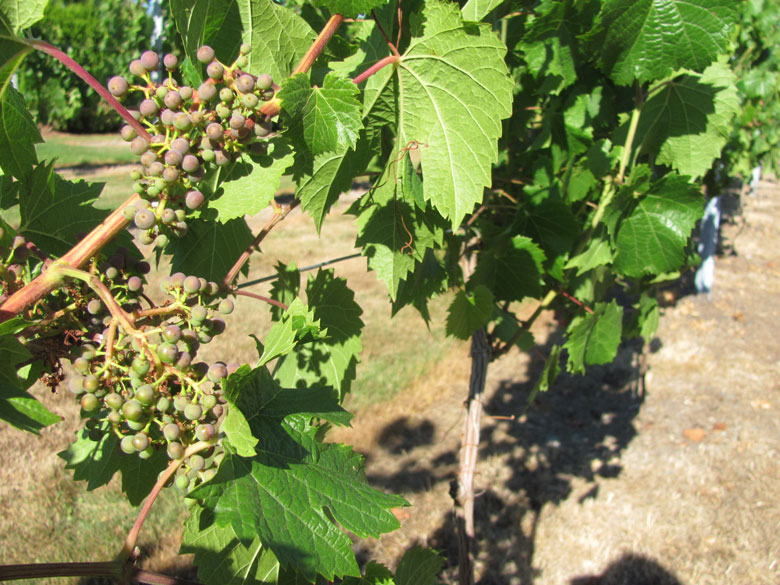 Véraison Heats Up Across the Northwest