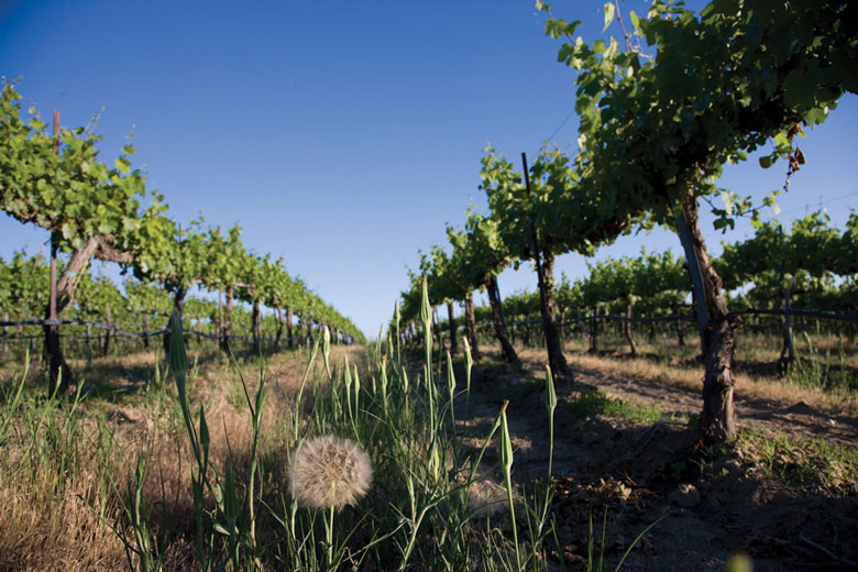 Washington Wine Industry Pursues Ambitious Goals