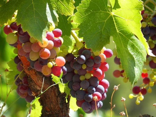 Bulgaria to Process Over 200,000 t of Grapes into Wine