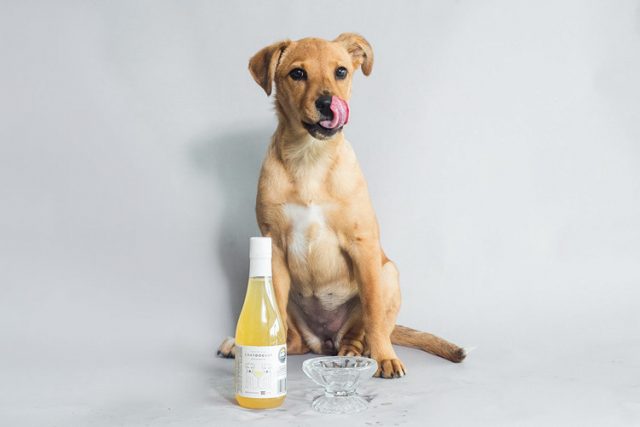 WINE RANGE FOR DOGS LAUNCHED